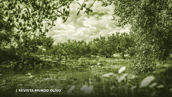 Aceite de oliva ecológico: qué certifica el sello y qué no