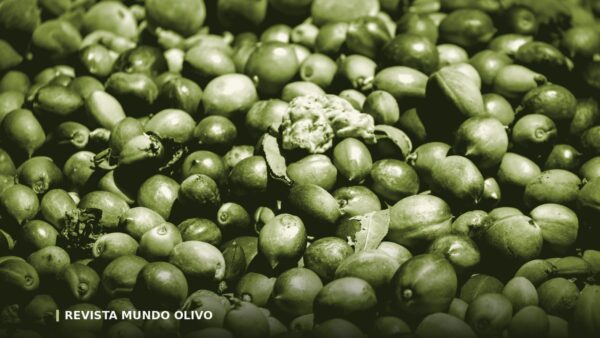 Aceite de nueva cosecha: cuándo llega y cómo saber de qué campaña es tu botella
