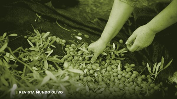 Cuándo se recoge la aceituna, y por qué el aceite de noviembre no sabe igual que el de enero